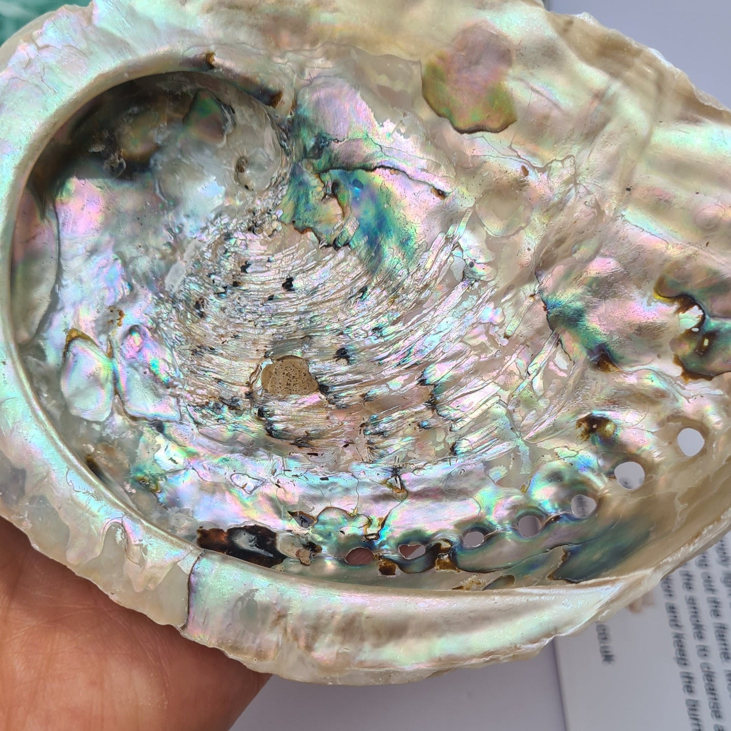 Close up of the beautiful abalone shell with a rainbow of colours and iridescence 