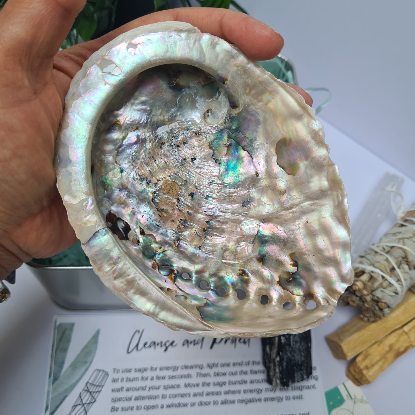 Hand holding a iridescent abalone shell the size of a palm 